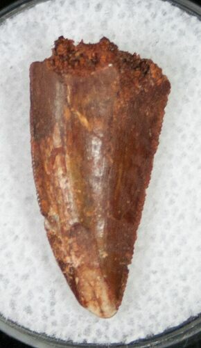 Large Raptor Tooth From Morocco - #12421